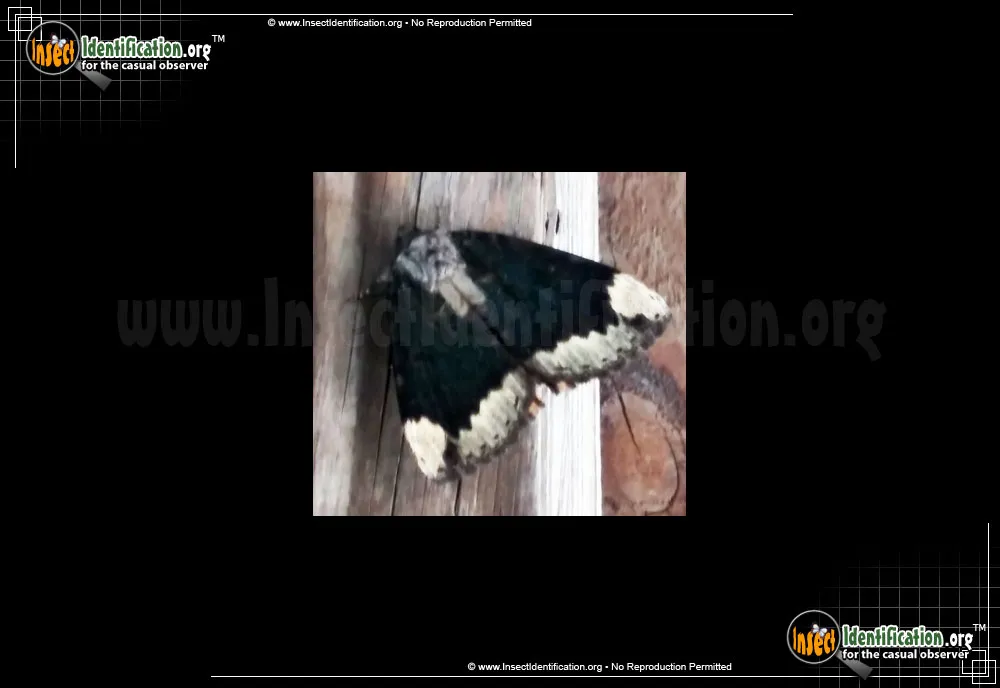 The Betrothed Moth - Catocala innubens
