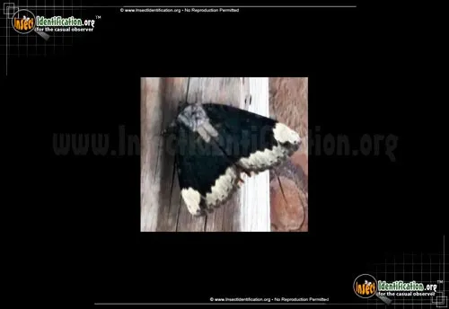 The Betrothed Moth - photo 2