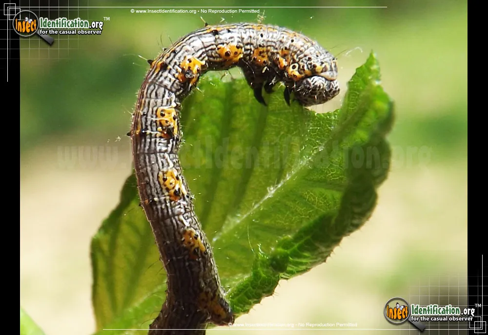 The Half-wing - Phigalia titea
