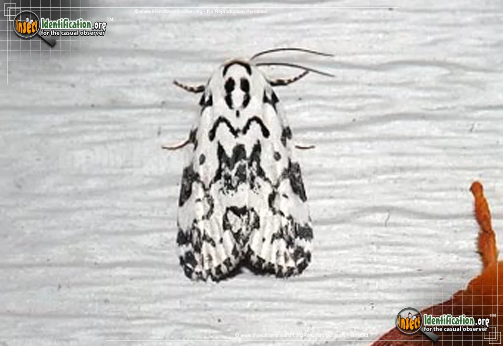The Hebrew Moth - Polygrammate hebraeicum