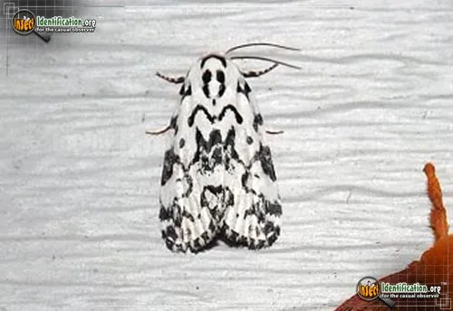 The Hebrew Moth - photo 2