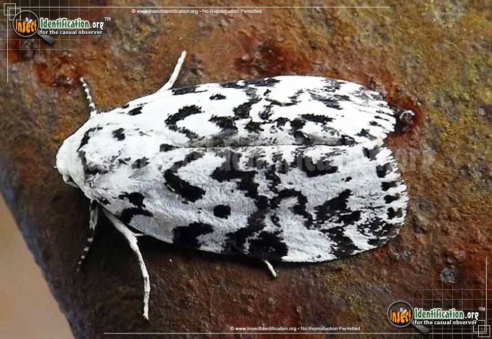 The Hebrew Moth - photo 3
