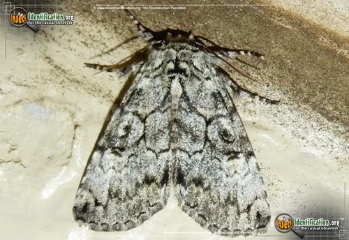 The Laugher Moth - photo 2