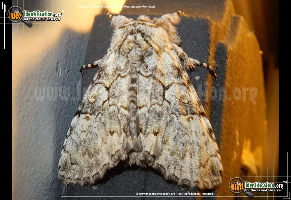 The Laugher Moth - photo 3