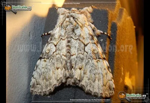 The Laugher Moth - photo 4