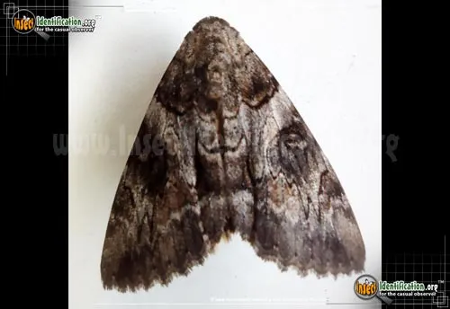 The Penitent Moth - photo 2