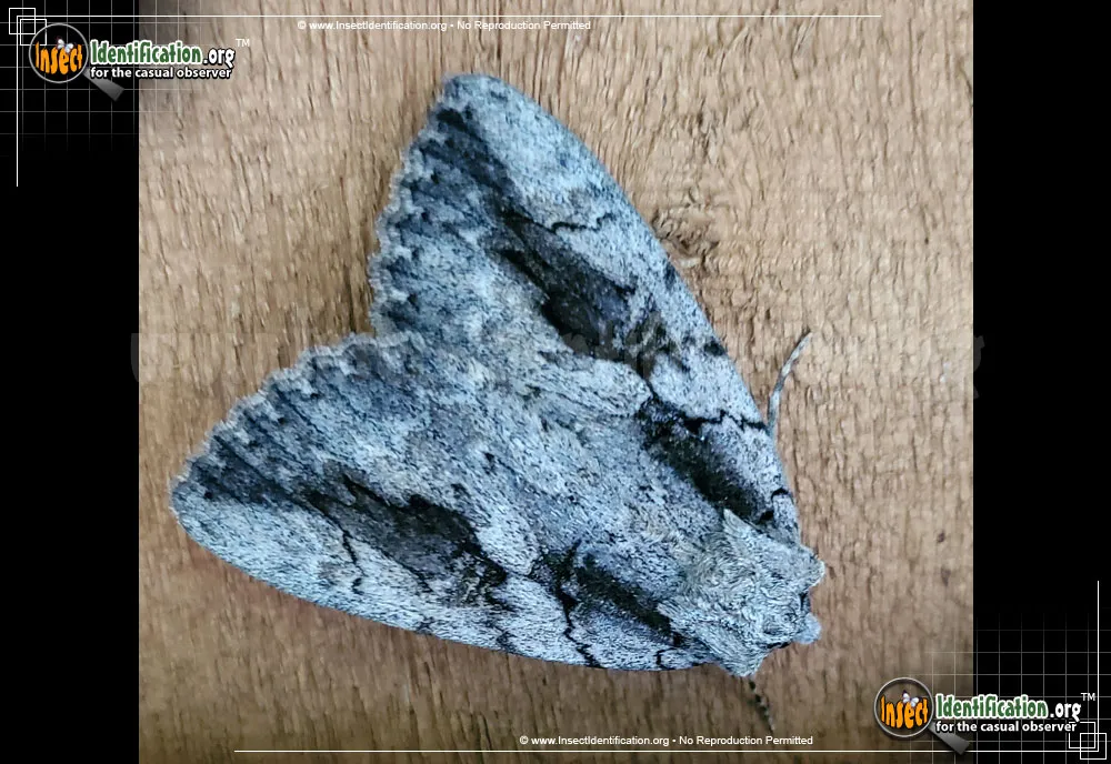 The Sweetheart Moth