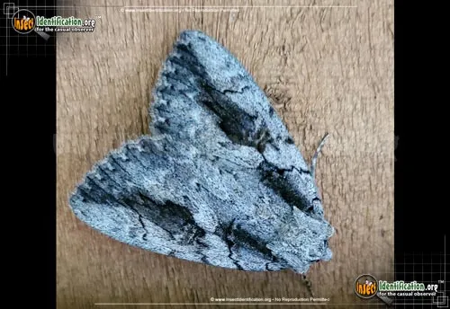 The Sweetheart Moth - photo 2