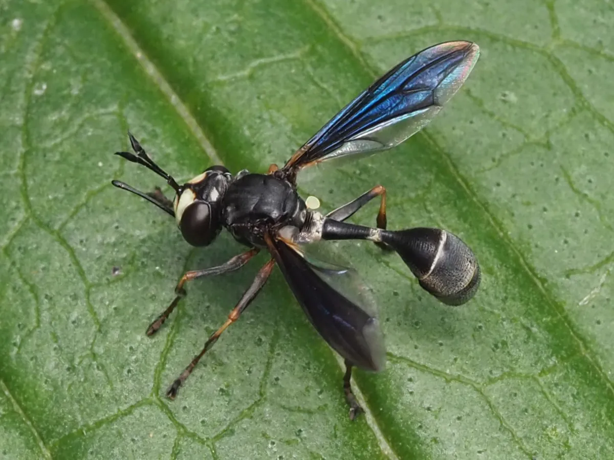 Thick-headed Fly - photo 3