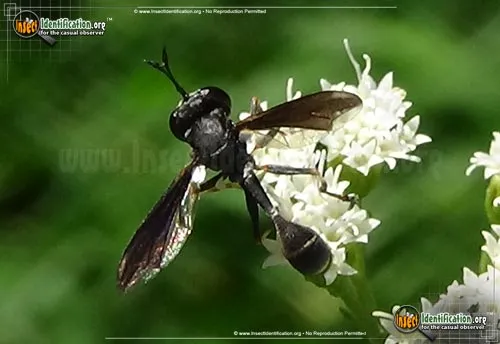 Thick-headed Fly - photo 4