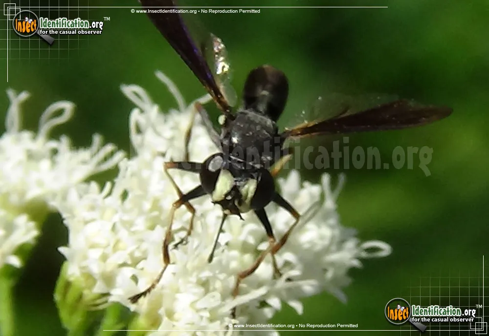 Thick-headed Fly - photo 5