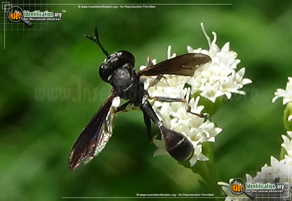 Thick-headed Fly - photo 6