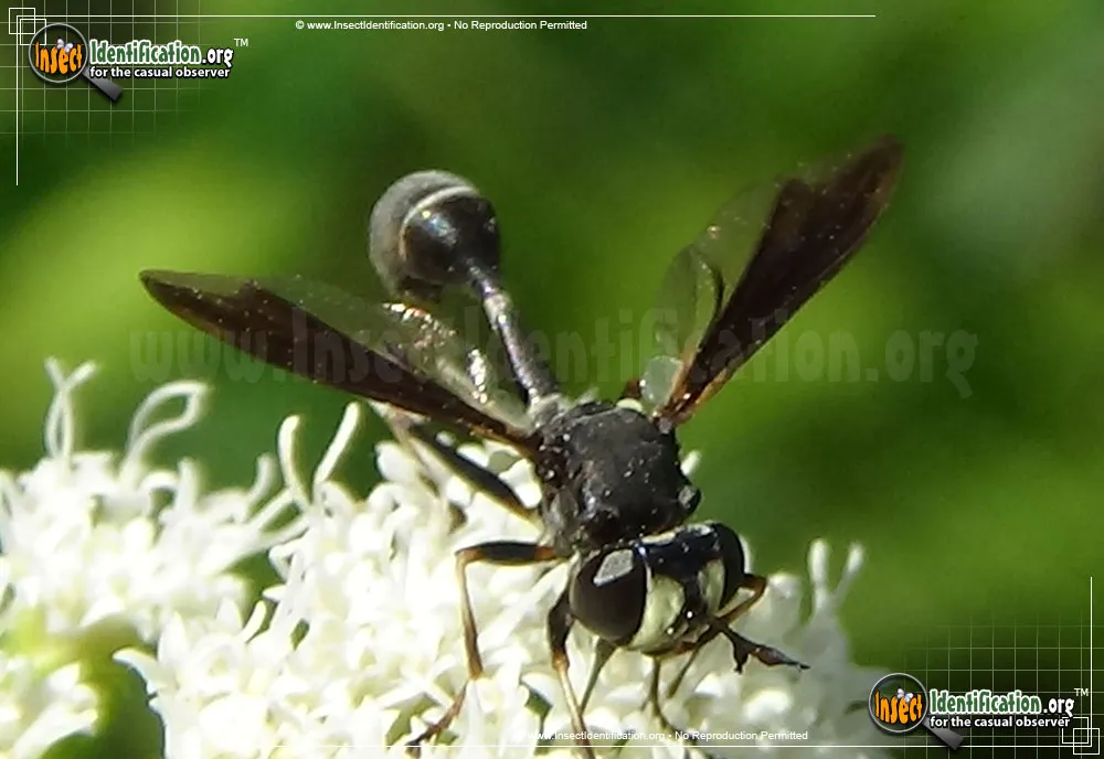 Thick-headed Fly - photo 7