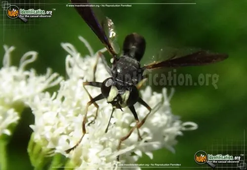 Thick-headed Fly - photo 8