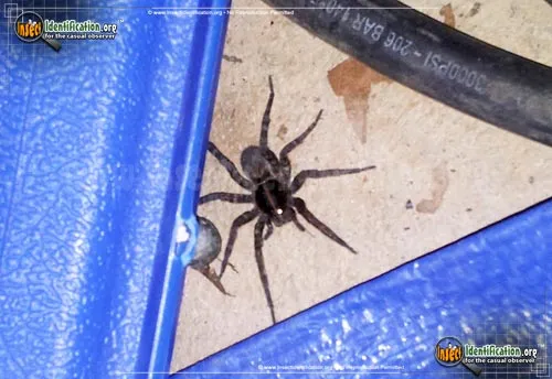 Thin-legged Wolf Spider - photo 2