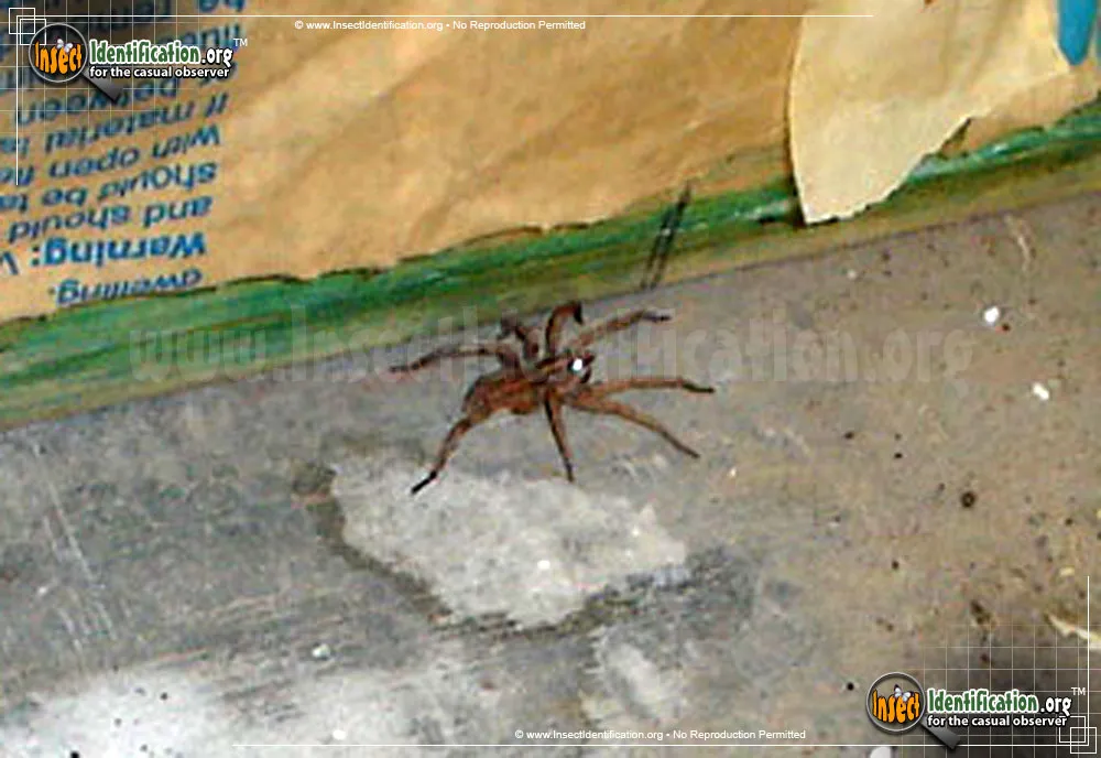 Thin-legged Wolf Spider - photo 3