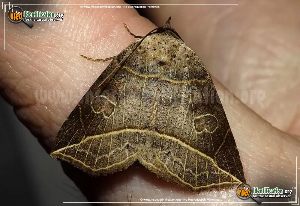 Thin-lined Owlet Moth