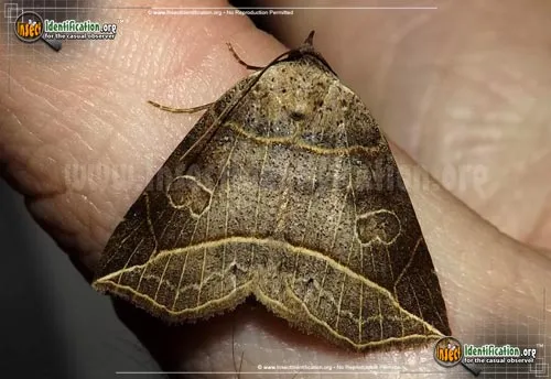 Thin-lined Owlet Moth - photo 2