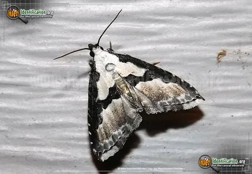 Thin-winged Owlet Moth - photo 2