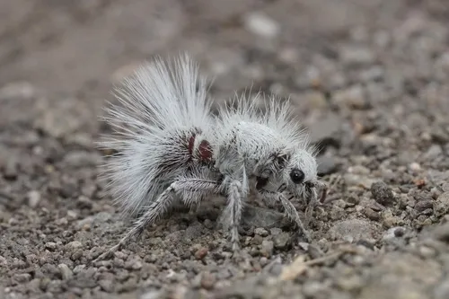 Thistledown Velvet Ant