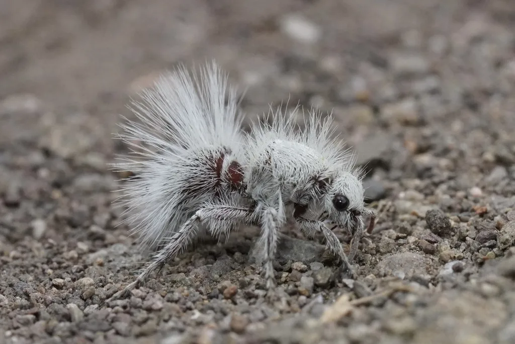 Thistledown Velvet Ant - photo 2