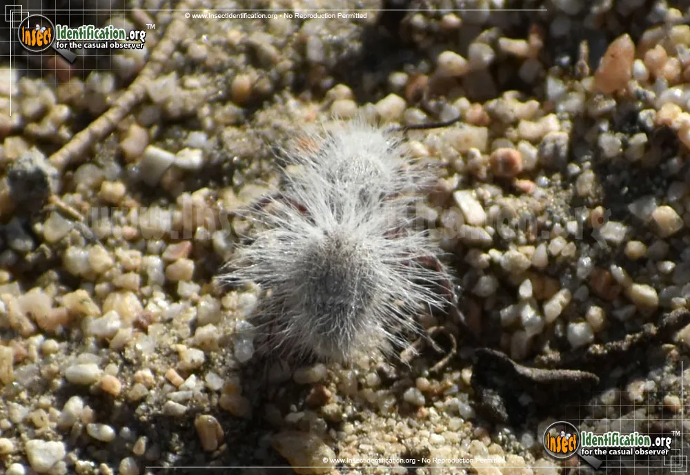 Thistledown Velvet Ant - photo 5