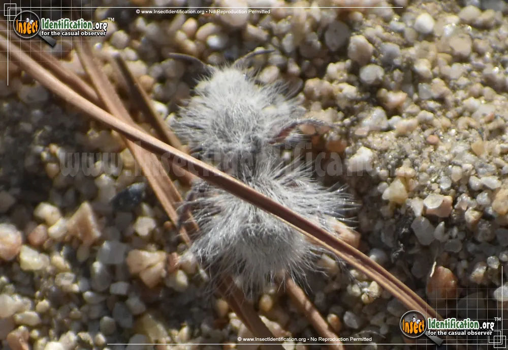 Thistledown Velvet Ant - photo 6