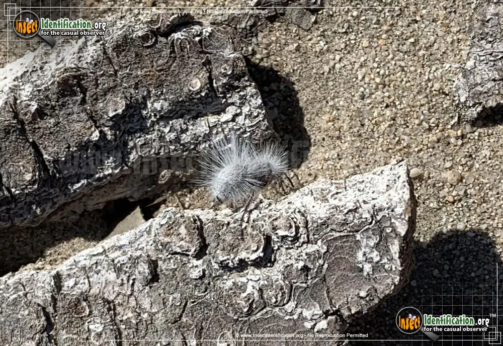 Thistledown Velvet Ant - photo 7