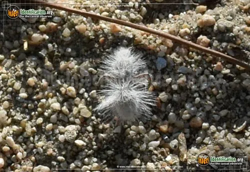 Thistledown Velvet Ant - photo 8