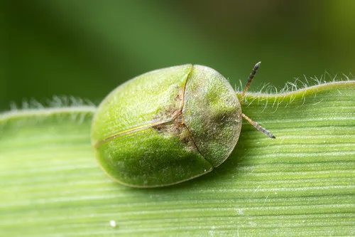 Thistle Tortoise Beetle