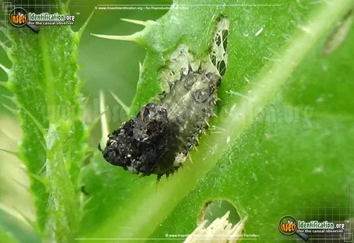 Thistle Tortoise Beetle - photo 3