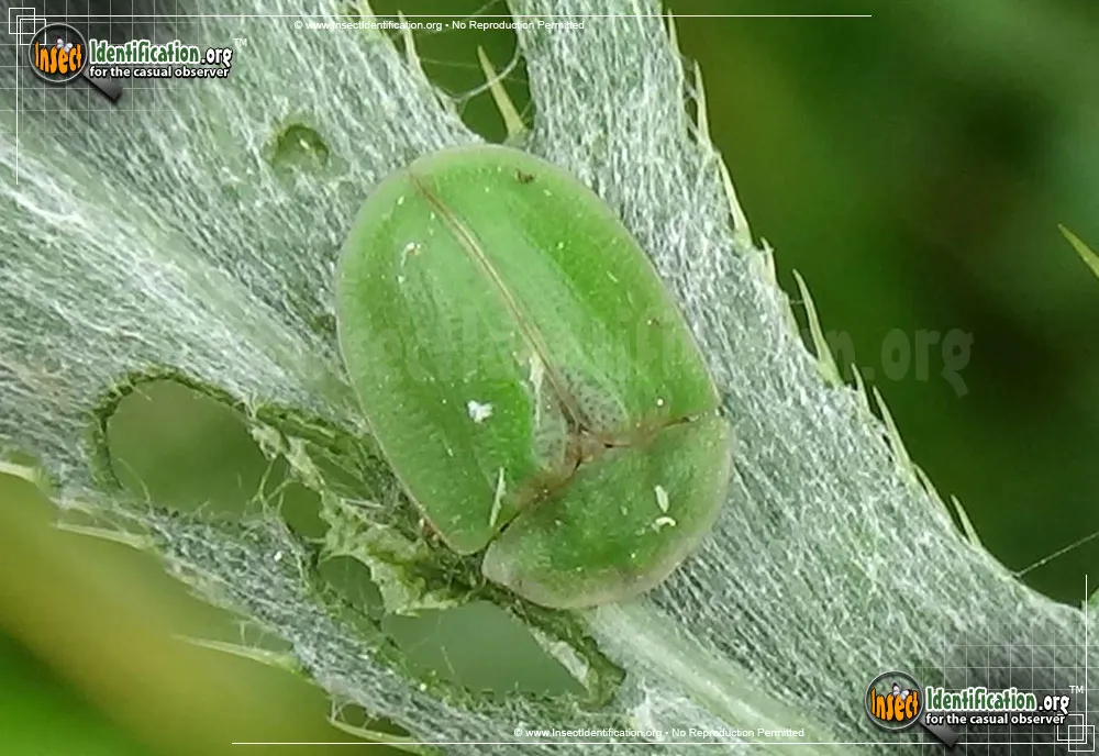 Thistle Tortoise Beetle - photo 4