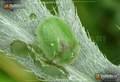 Thistle Tortoise Beetle - photo 5