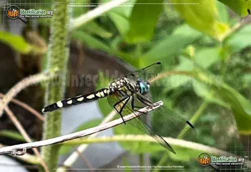 Thornbush Dasher Dragonfly - photo 2