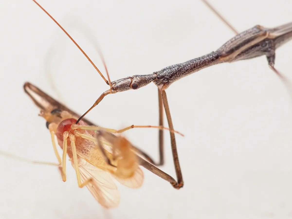 Thread-legged Assassin Bug - photo 3