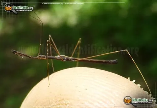 Thread-legged Assassin Bug - photo 4