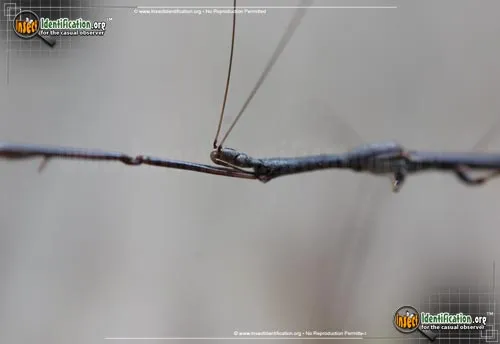 Thread-legged Assassin Bug - photo 6