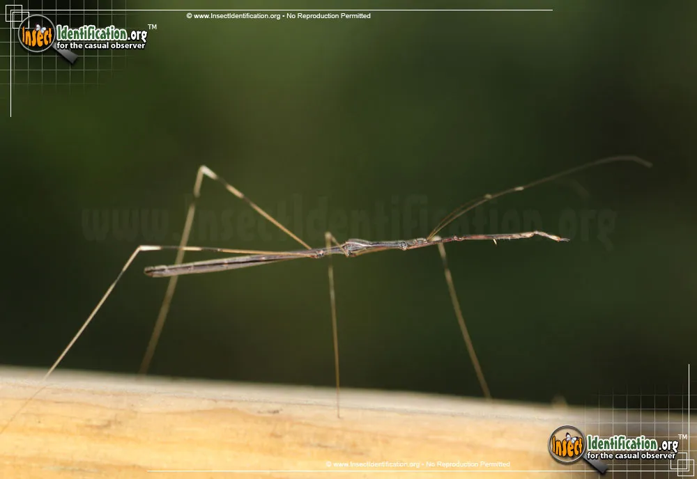 Thread-legged Assassin Bug - photo 8
