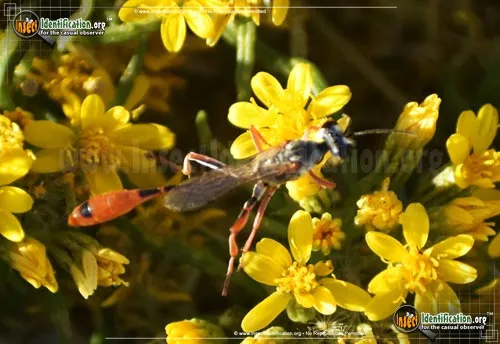 Thread-waisted Wasp -A. aberti - photo 2