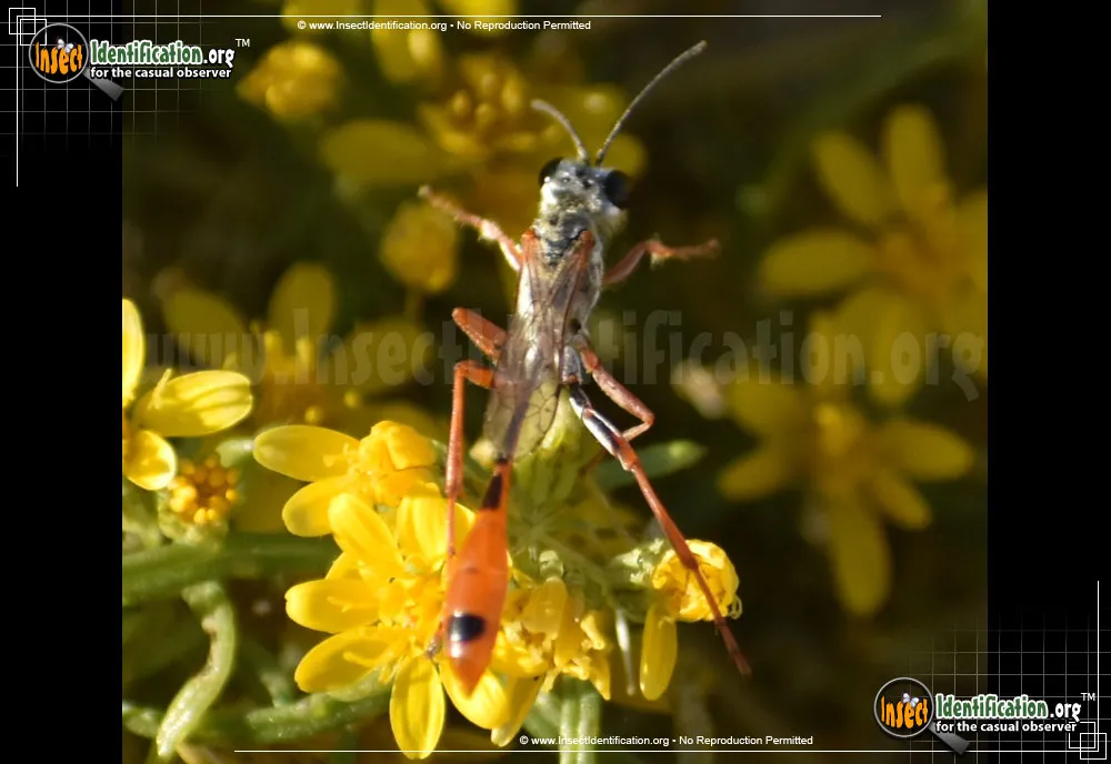 Thread-waisted Wasp -A. aberti - photo 3