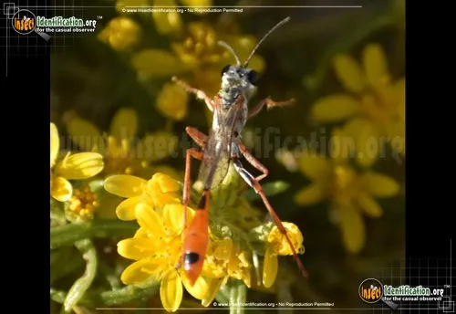 Thread-waisted Wasp -A. aberti - photo 4