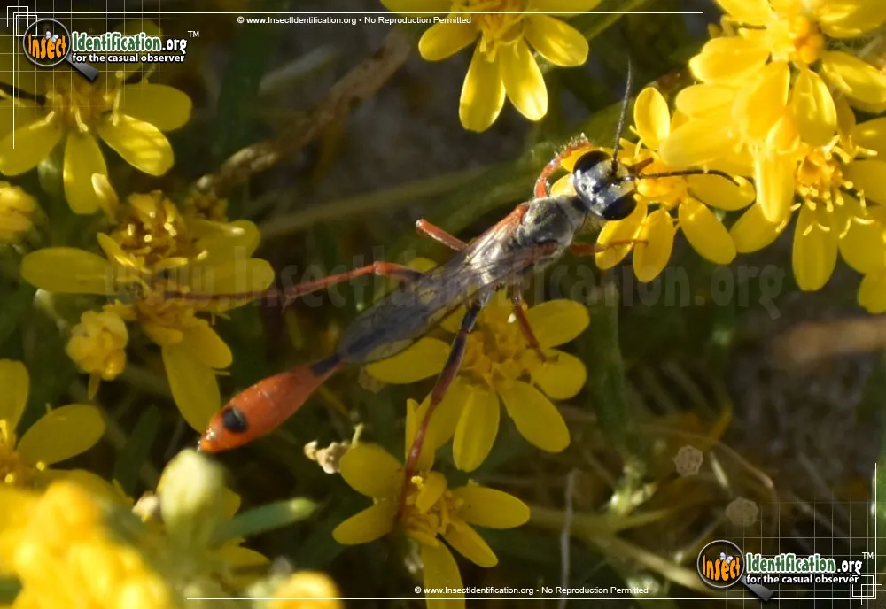 Thread-waisted Wasp -A. aberti - photo 5
