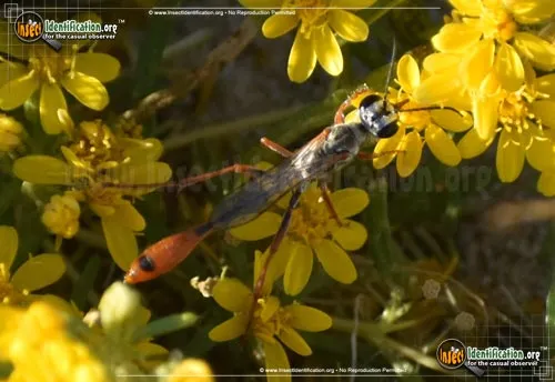 Thread-waisted Wasp -A. aberti - photo 6