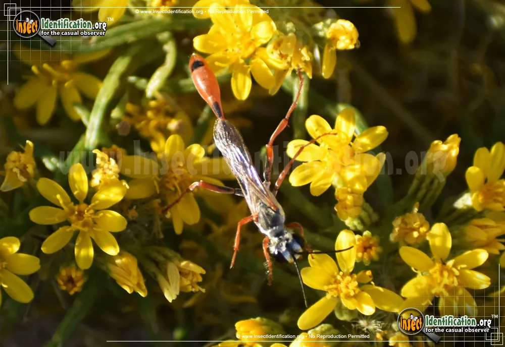 Thread-waisted Wasp -A. aberti - photo 7