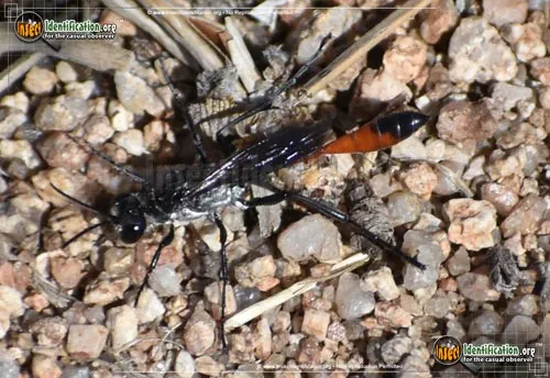 Thread-waisted Wasp - photo 2