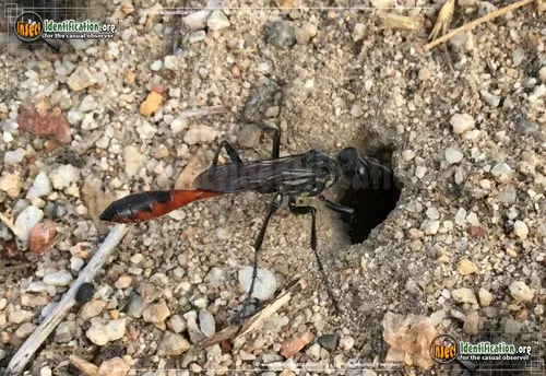 Thread-waisted Wasp - photo 4
