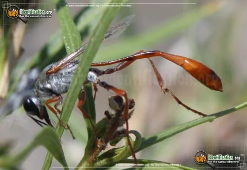 Thread-waisted Wasp - photo 6