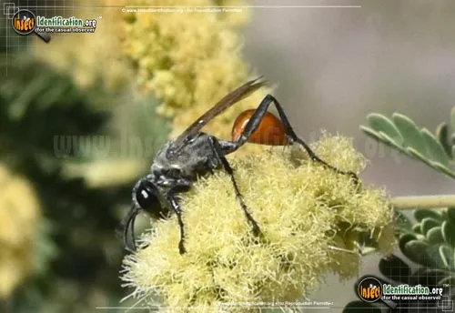 Thread-waisted Wasp -Prionyx spp. - photo 2