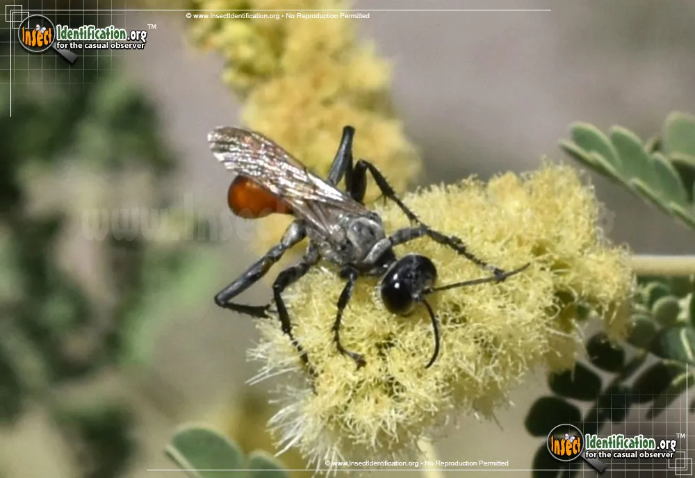 Thread-waisted Wasp -Prionyx spp. - photo 3