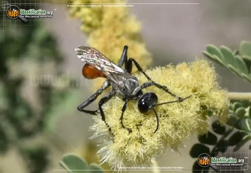 Thread-waisted Wasp -Prionyx spp. - photo 4